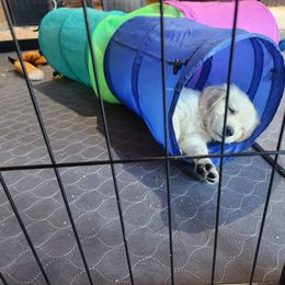 Golden Retriever Puppies from Seascape Golden Retrievers