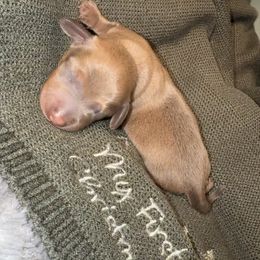 Ashen - Fawn (isabella) and tan male Dachshund puppy in Barstow, California from Kindle & Burrow Dachshunds
