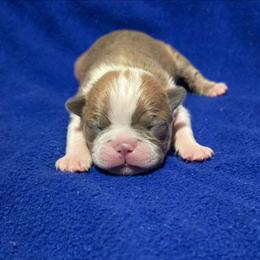 Blue fawn girl - Blue female Boston Terrier puppy in San Antonio, Texas from JT Bostons