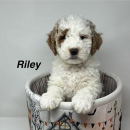 Hamlet - Parti male Goldendoodle puppy in Danville, Virginia from Stella’s Stunning Goldendoodles of VA