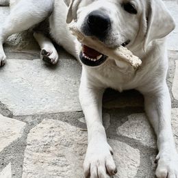 Labrador Retriever All Grown Up from Chateau St. John