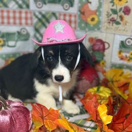 Vidia (2600) - Black and white female American Corgi puppy in Valley, Washington from Corgis of the Mountain Valley