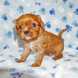 Simon - Ruby male Cavalier King Charles Spaniel puppy in Pleasant City, Ohio from cywood's ohio cavaliers