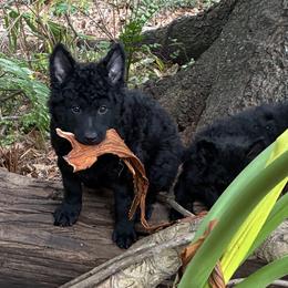 Phantom - Black male Mudi puppy in Jacksonville, Florida from Gemini Dream Mudi