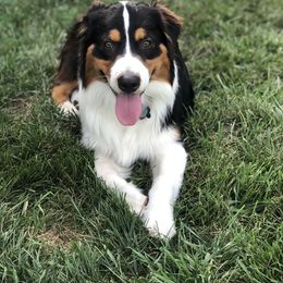 Australian Shepherd All Grown Up from Raven Creek Farms