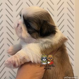 Bambi - Gold and white female Shih Tzu puppy in Walkertown, North Carolina from Lil’ Bit’s Shih Tzu