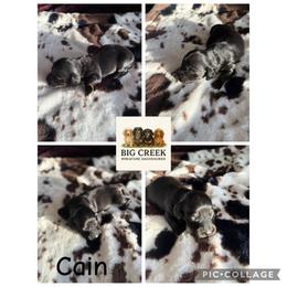 Cain - Black and tan male Dachshund puppy in Durant, Oklahoma from Big Creek Mini Dachshund