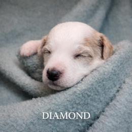 Diamond - Parti female Goldendoodle puppy in Hendersonville, Tennessee from Ben's Best Buddy Goldendoodles