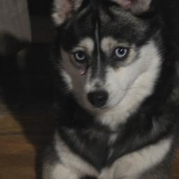 Sage - Pomsky