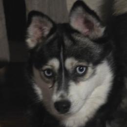 Sage - Pomsky