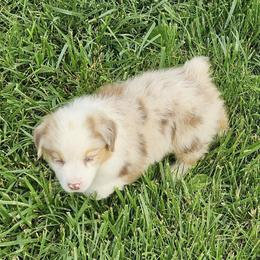 M3 - Red merle male Australian Shepherd puppy in Arbela, Missouri from County Line Aussies