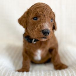Poodle Puppies from Yellow Dog Farm