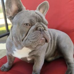 French Bulldogs from Zamora's French Bulldogs