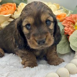 Finley - Red female Dachshund puppy in Exeter, California from Sawtooth Miniature Dachshunds