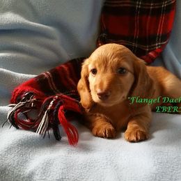 Dachshund Puppies from Flangel Dachshunds