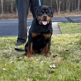 Rottweiler puppies from Michelle's Rottweilers