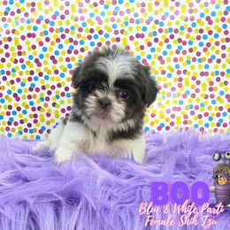 Boo - Blue and white female Shih Tzu puppy in Cypress, Texas from Brady's Birddogs