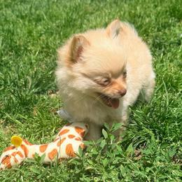 Cortland Pomchi VEGAS-free delivery between Seneca, MO and Vegas - Blue fawn male Chihuahua puppy in Seneca, Missouri from Stephanie’s Puppy Colony