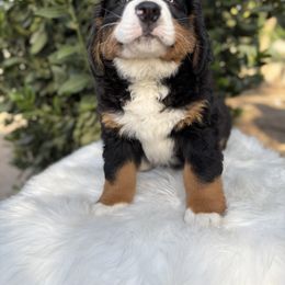 Bernese Mountain Dog Puppies from Country Feels Ranch
