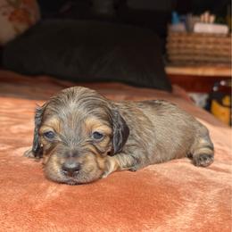 Duchess - Cream female Dachshund puppy in Deming, New Mexico from FoxieDoxies of New Mexico