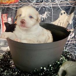 Chai - Red merle female Australian Shepherd puppy in Brookfield Township, Ohio from AussieLand Shepherds