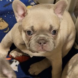 French Bulldog Puppies from BF Frenchie's