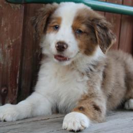 Miniature Australian Shepherd Puppies from Alexander Canines