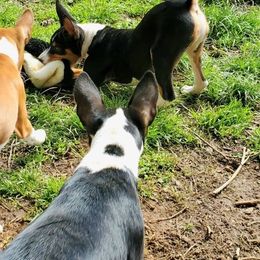 Basenji Puppies from Basenji Puppies