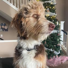 Jack - Aussiedoodle