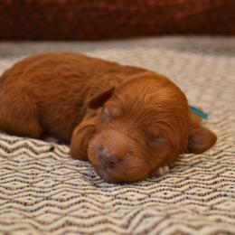 Goldendoodle Puppies from Cozy Cove Goldendoodles