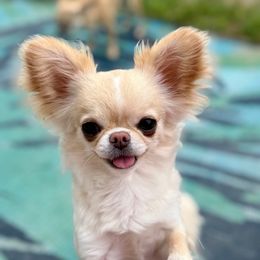Idalia - Chihuahua