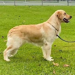 Golden Retrievers from Taft Retrievers