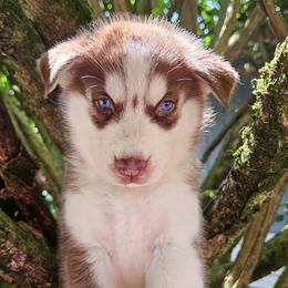 Maya - Brown and white female Siberian Husky puppy in Springfield, Massachusetts from 16acreshuskies