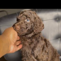Nutmeg Bloom - Brown female Poodle puppy in Corona, California from Garden Of Poodles