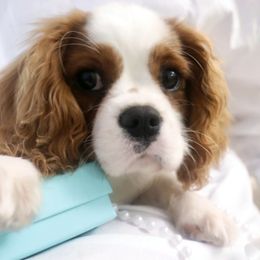 Cavalier King Charles Spaniel Puppies from Wilson Park Cavaliers