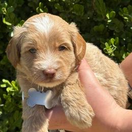 Brown collar - Caramel male Australian Labradoodle puppy in Fontana, California from Grammy's Puppy Love doodles and poodles