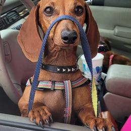 Dachshunds from Darling Dachshunds