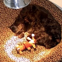 peaches - Scottish Terrier