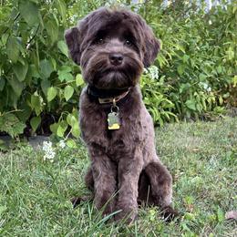 Avalon - Australian Labradoodle