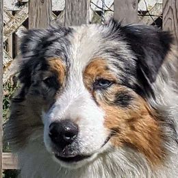 Taboo - Australian Shepherd