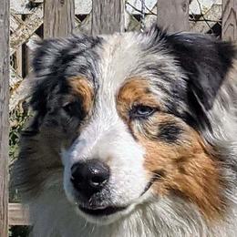 Taboo - Australian Shepherd