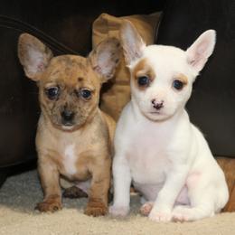 Cinnamon - Merle female Chihuahua puppy in Willamina, Oregon from Cherished Chihuahuas