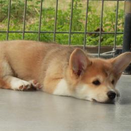Blue Collar Male - Sable male Pembroke Welsh Corgi puppy in Victoria, Texas from Clear Creek Corgis