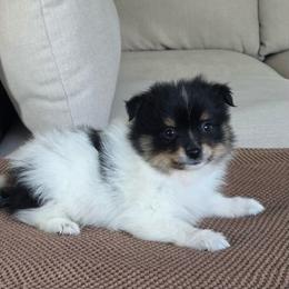 Boy 1 - Tri-colored male Pomeranian puppy in Meridian, Idaho from Idaho_poms