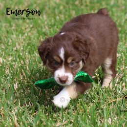 Australian Shepherd, Miniature American Shepherd, Miniature Australian Shepherd, and Toy Australian Shepherd Puppies from TK Standard, Mini, & Toy Aussies