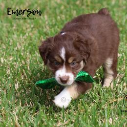 Australian Shepherd, Miniature American Shepherd, Miniature Australian Shepherd, and Toy Australian Shepherd Puppies from TK Standard, Mini, & Toy Aussies
