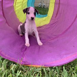 Whippet Puppies from Phoenix Whippets