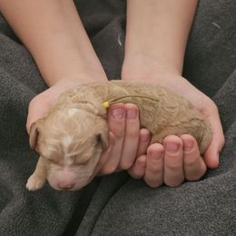 Honey - Apricot female Goldendoodle puppy in Bonham, Texas from Happy Valley Puppies