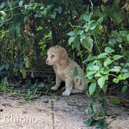 Chronos - Silver male Cockapoo puppy in Sunset, Louisiana from Cano Cockapoos
