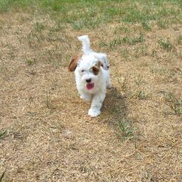 Cloud - Red and white male Cockapoo puppy in Conklin, Michigan from Lake Michigan Couture Cavapoos & Cockapoos